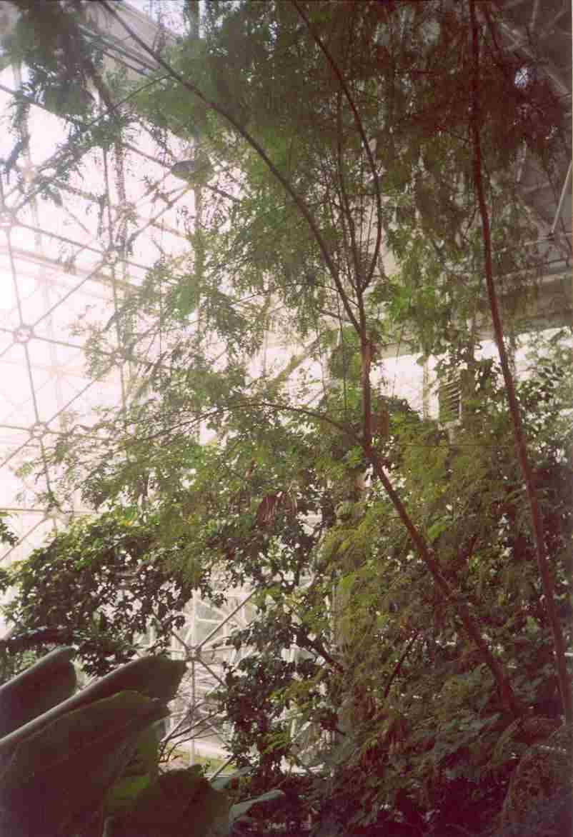 Biosphere 2